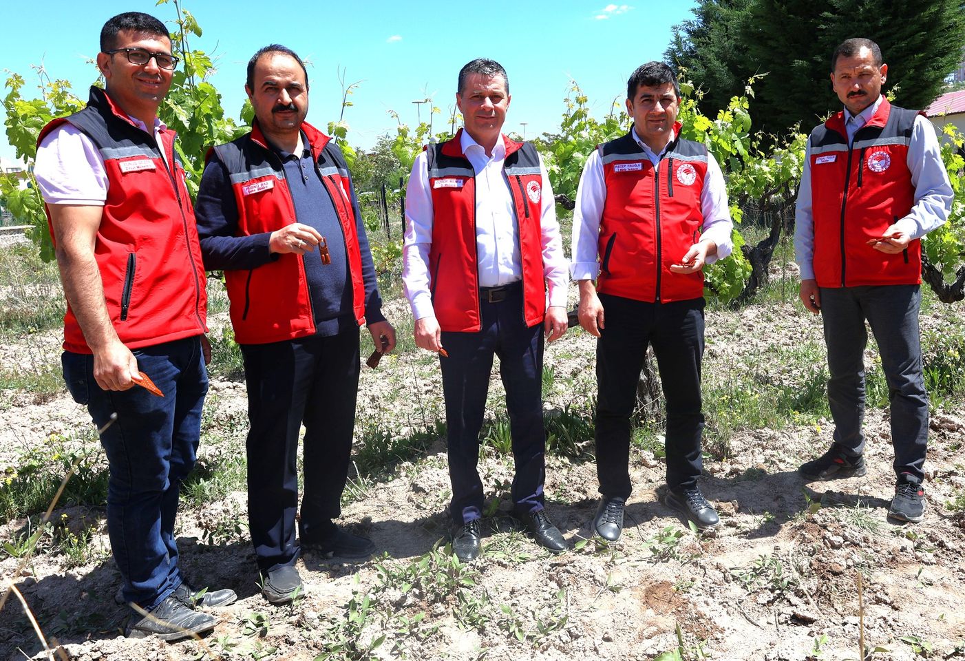 Nevşehir'de Üzüm Üreticilerine Salkım Güvesi Tehdidi