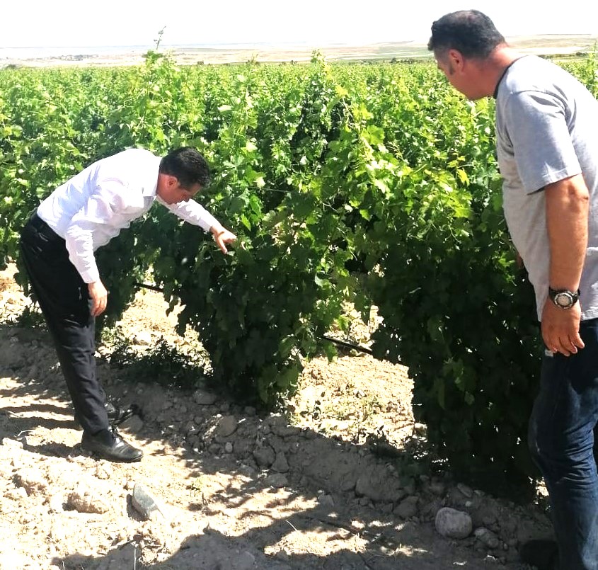 Üzüm Bağlarında Hastalık ve Zararlılarla Mücadele