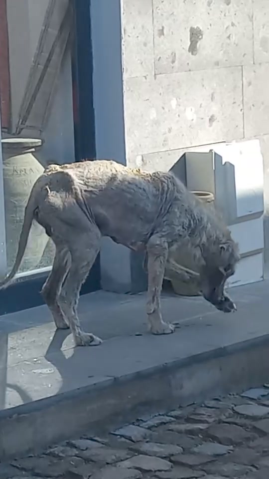 Nevşehir'de Uyuz Hastalığına Yakalanan Köpek İçin Yardım Çağrısı