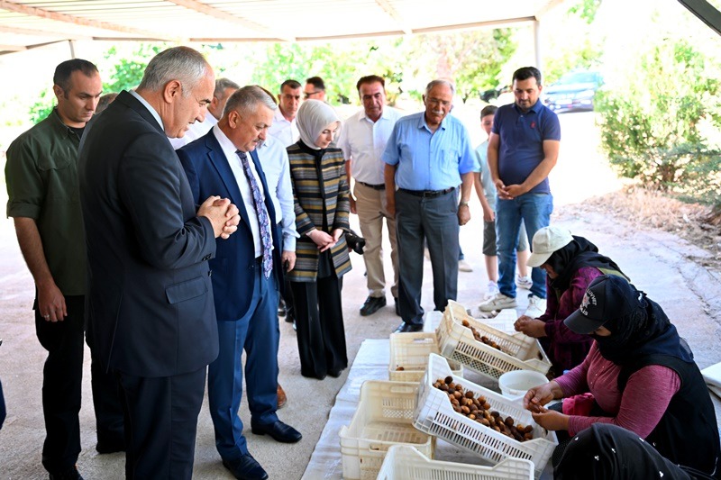 Vali Ersin Yazıcı, Kayısı Hasat Programına Katıldı