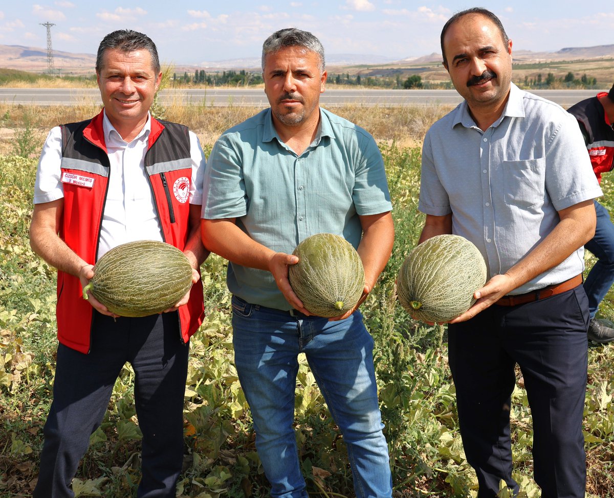 Kavun Hasadı Başladı