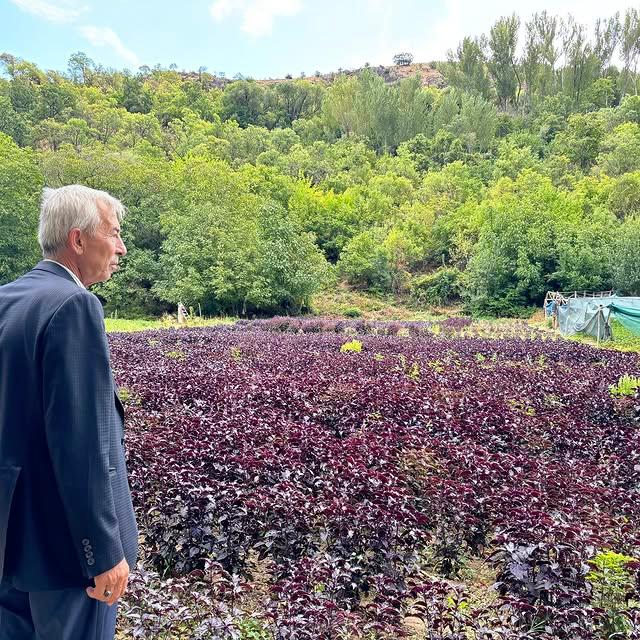Arapgir Belediyesi, Mor Reyhan İçin Çalışmalarını Sürdürüyor