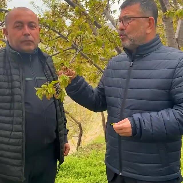 Malatya'da Dalbastı Kirazlarına Karşı Sert Hava Darbesi: Geleneksel Lezzetlere Tehdit