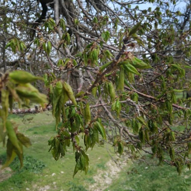 Malatya'da Meyve Bahçelerinde Don Hasarı: İdareciler Önlem Alarmı Yaktı