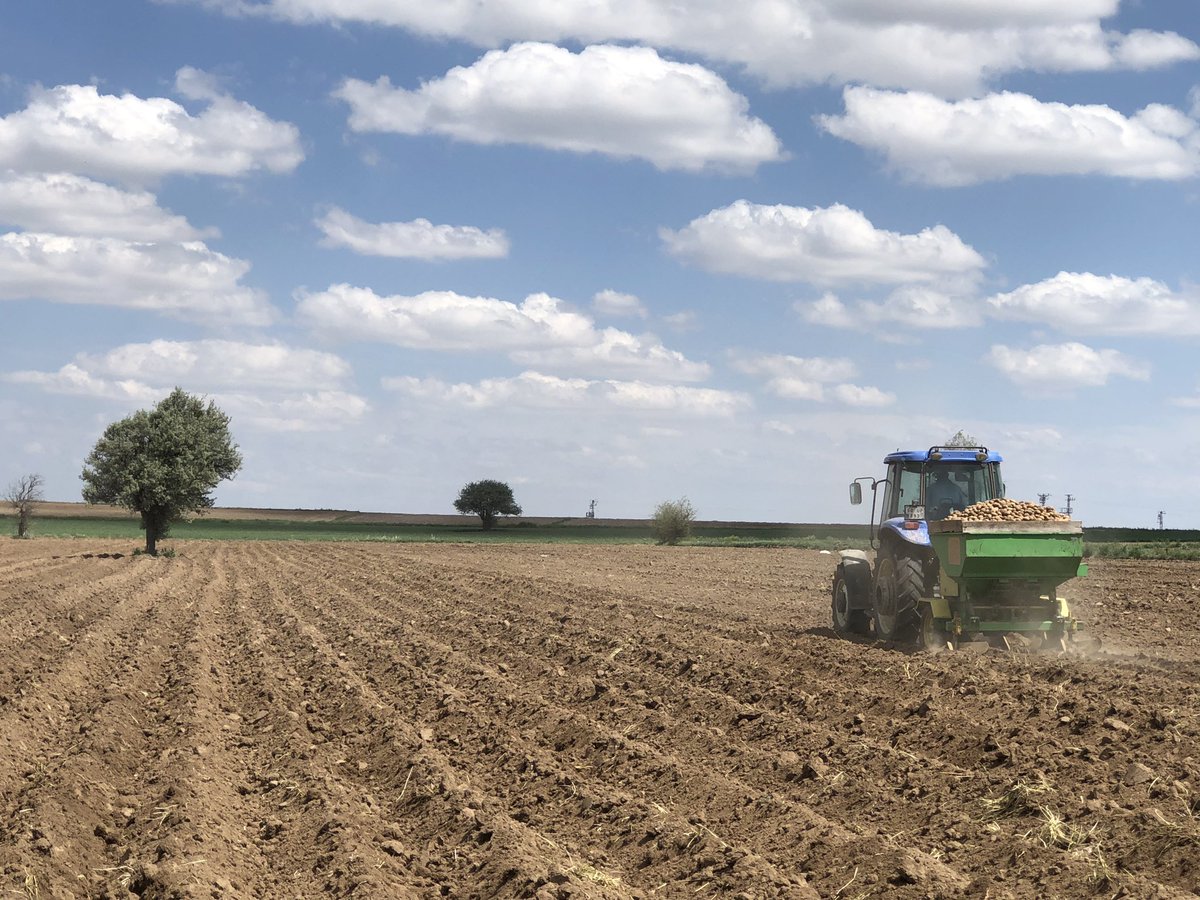 Ürgüp'te Patates Ekim Sezonu Başladı
